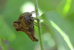 Telamona ampelopsidis