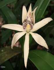 Prosthechea baculus
