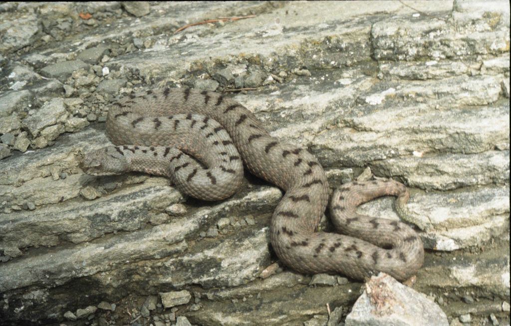 Black Sea Viper