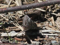 Erynnis icelus image