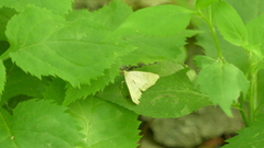 Chytolita morbidalis