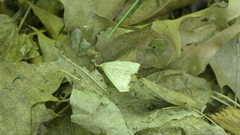 Chytolita morbidalis