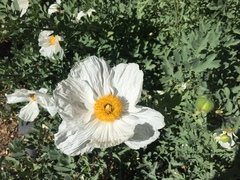 Romneya coulteri