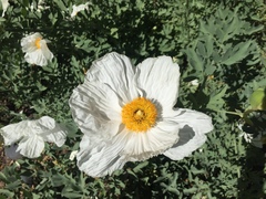 Romneya coulteri
