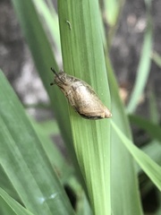 Succinea arundinetorum