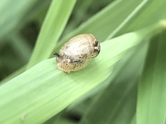 Succinea arundinetorum