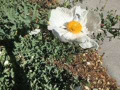 Romneya coulteri