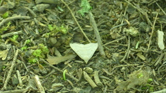 Chytolita morbidalis