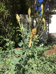 Romneya coulteri