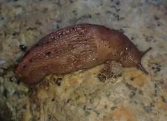 Limax dacampi