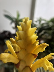 Aphelandra squarrosa