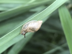 Succinea arundinetorum