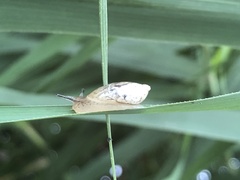 Succinea arundinetorum