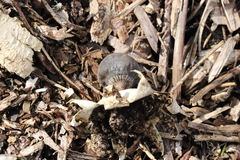 Geastrum tenuipes