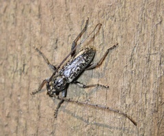 Parelaphidion aspersum