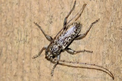 Parelaphidion aspersum