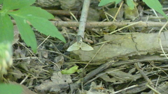 Chytolita morbidalis