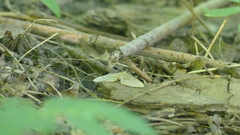 Chytolita morbidalis