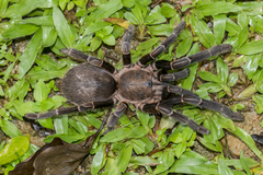 Chilobrachys stridulans