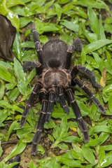 Chilobrachys stridulans