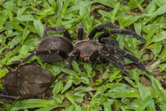 Chilobrachys stridulans