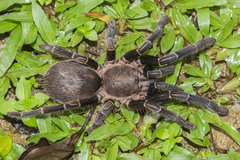 Chilobrachys stridulans