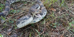Pituophis melanoleucus melanoleucus