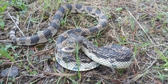 Pituophis melanoleucus melanoleucus