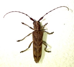 Saperda obliqua