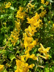 Corydalis speciosa