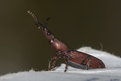 Trachelizini