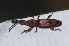 Trachelizini