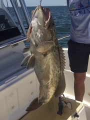 Mycteroperca microlepis