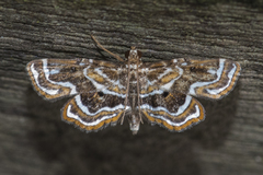 Cymoriza