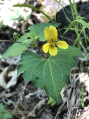 Viola lobata integrifolia