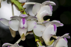 Aerides odorata