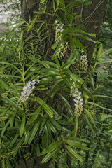 Aerides odorata