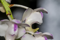 Aerides odorata