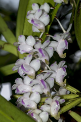 Aerides odorata