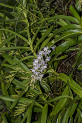 Aerides odorata