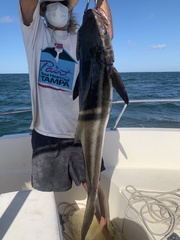 Rachycentron canadum