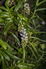 Aerides odorata
