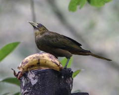 Psarocolius atrovirens