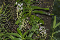 Aerides odorata
