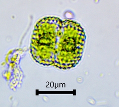 Cosmarium punctulatum