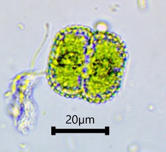 Cosmarium punctulatum