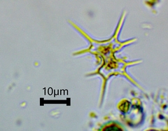 Xanthidium octocorne