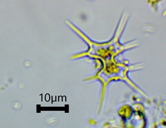 Xanthidium octocorne