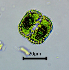 Cosmarium punctulatum