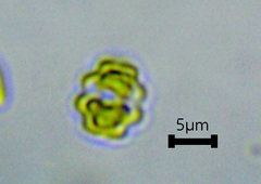 Desmidiaceae